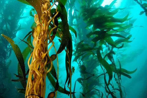 sea kelps facts from birch and wilde