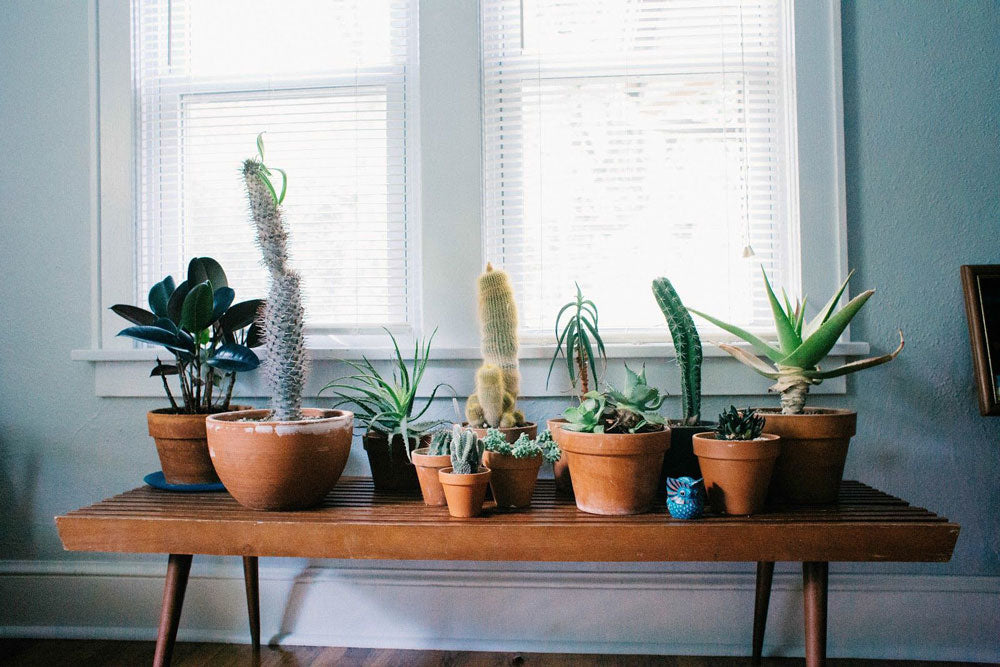 Cacti in pots on bench inside house