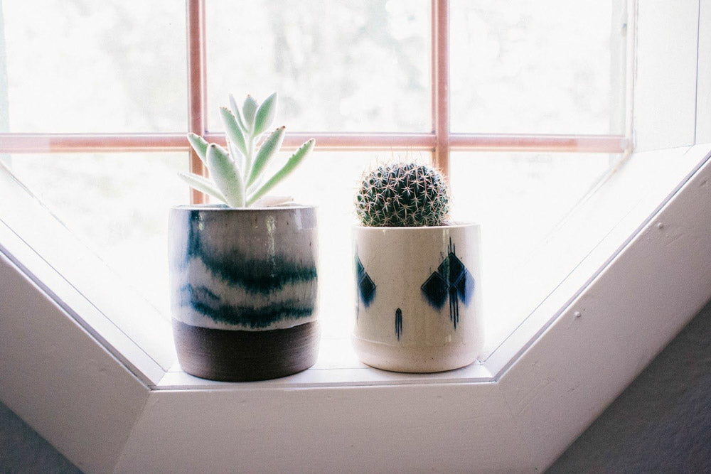 Succulent and Cacti in pots on windowsill