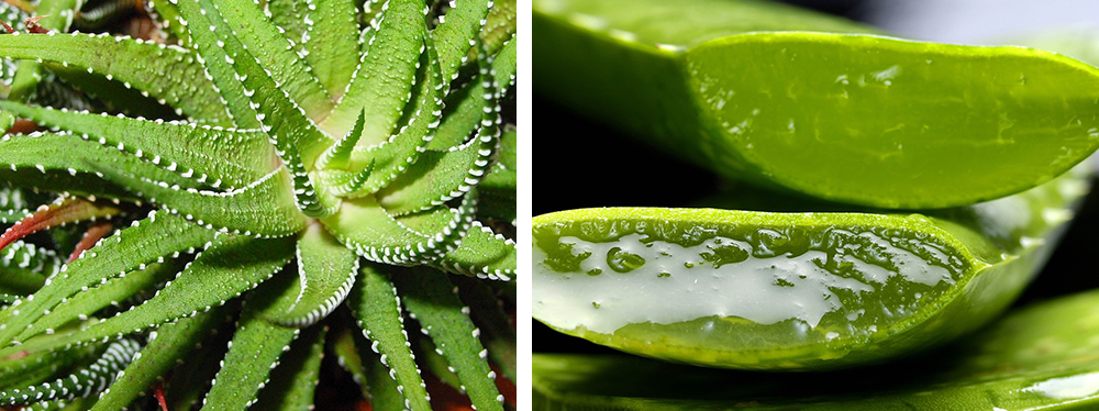 Aloe Vera The Plant That Loves You Back The Urban Jungle