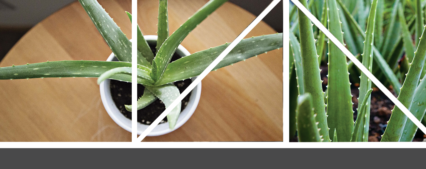 Aloe Vera The Plant That Loves You Back The Urban Jungle