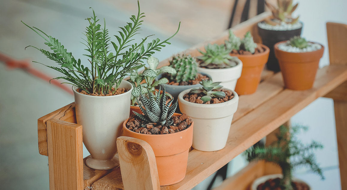 variety of indoor house plants placed on wooden shelves