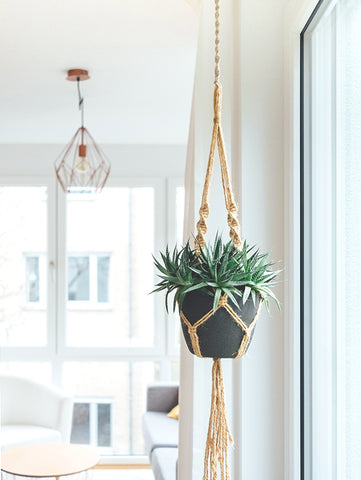 hanging indoor house plant in white room