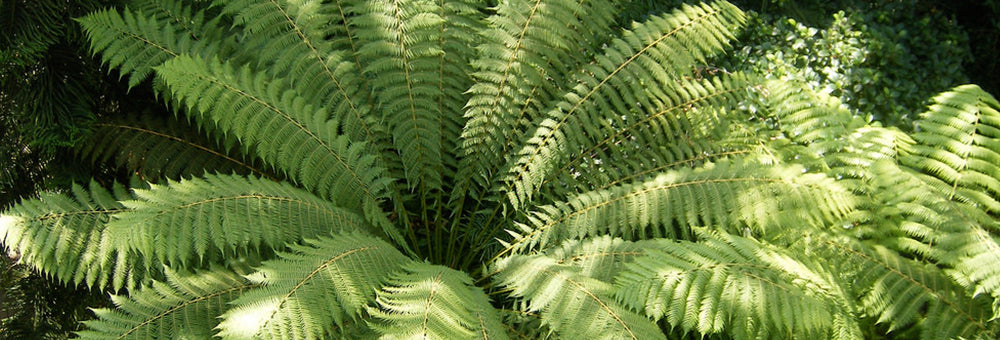 Ferns on the Forest Floor