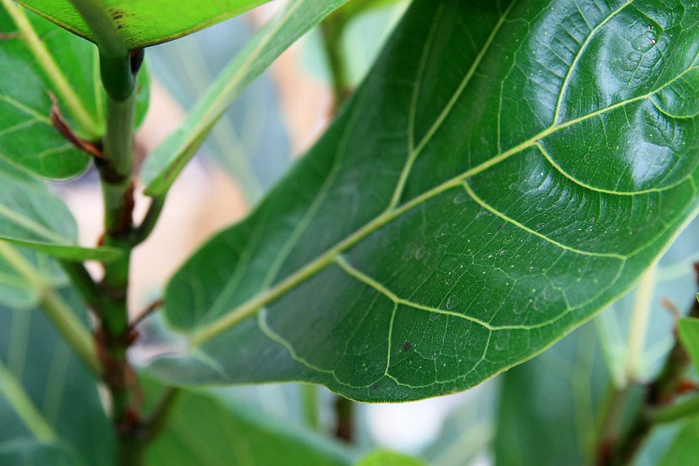 Close up of a Fiddle Leaf Fig tree's leaf