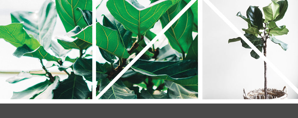 Fiddle Leaf Fig Tree