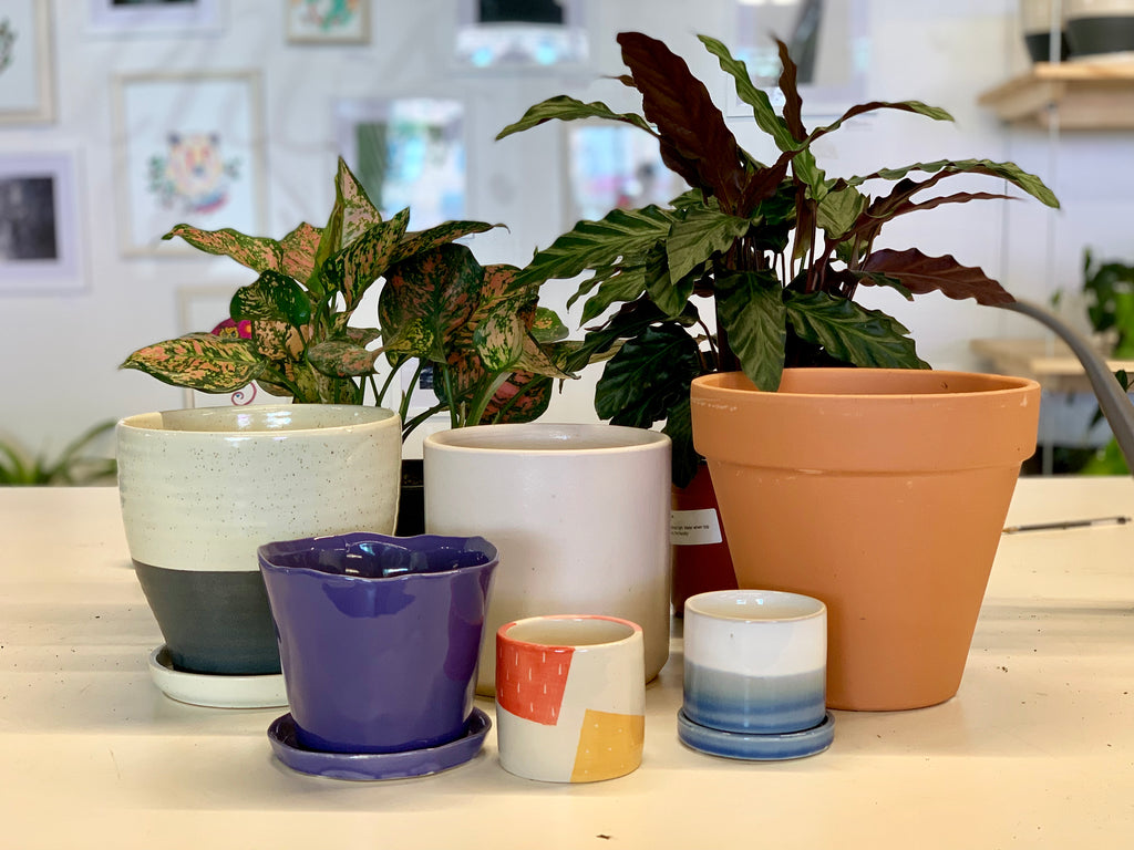 How to Pick the Perfect Pot for Your Plant