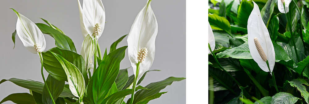 peace lily air cleaning low light plants