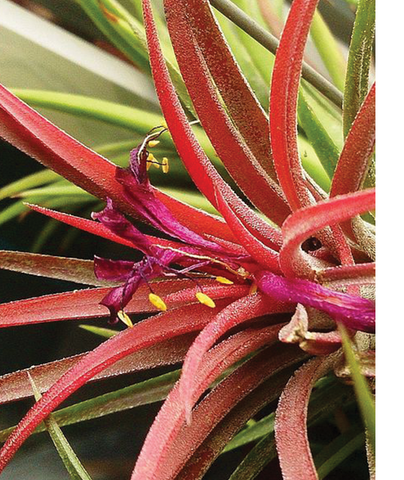 Red Airplant Tropical Jungle Rainforest Plants Art Terrarium Urban Jungle Journal Blog