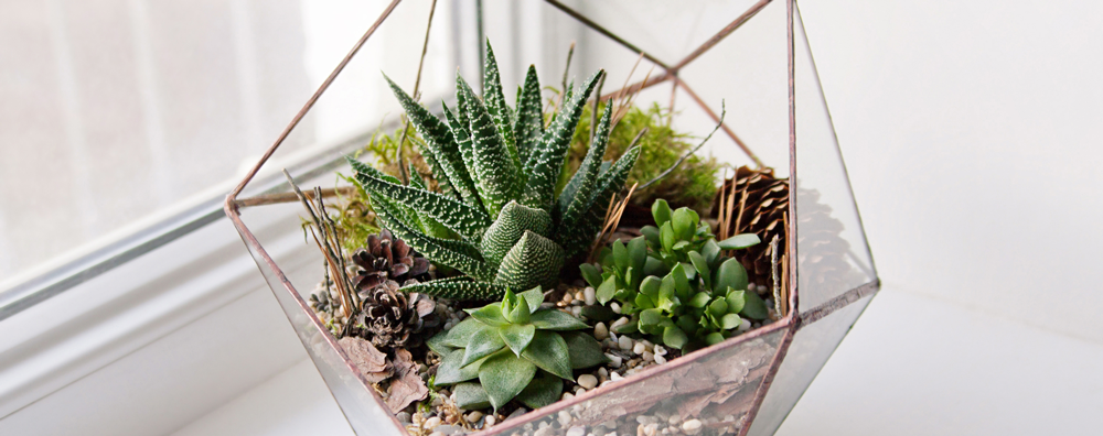 glass terrarium succulents for succulent care