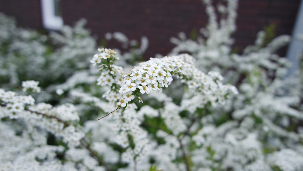 White Winter Flower