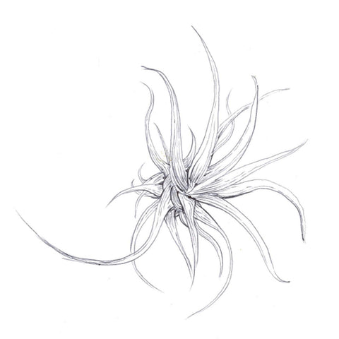 air plant