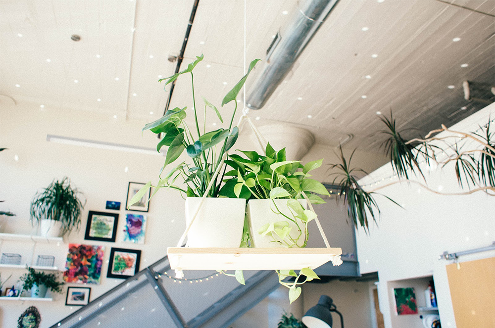 Pothos hanging from ceiling in apartment.