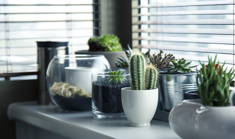 Winter windowsill houseplants