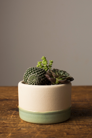 succulent care blog pots art terrarium