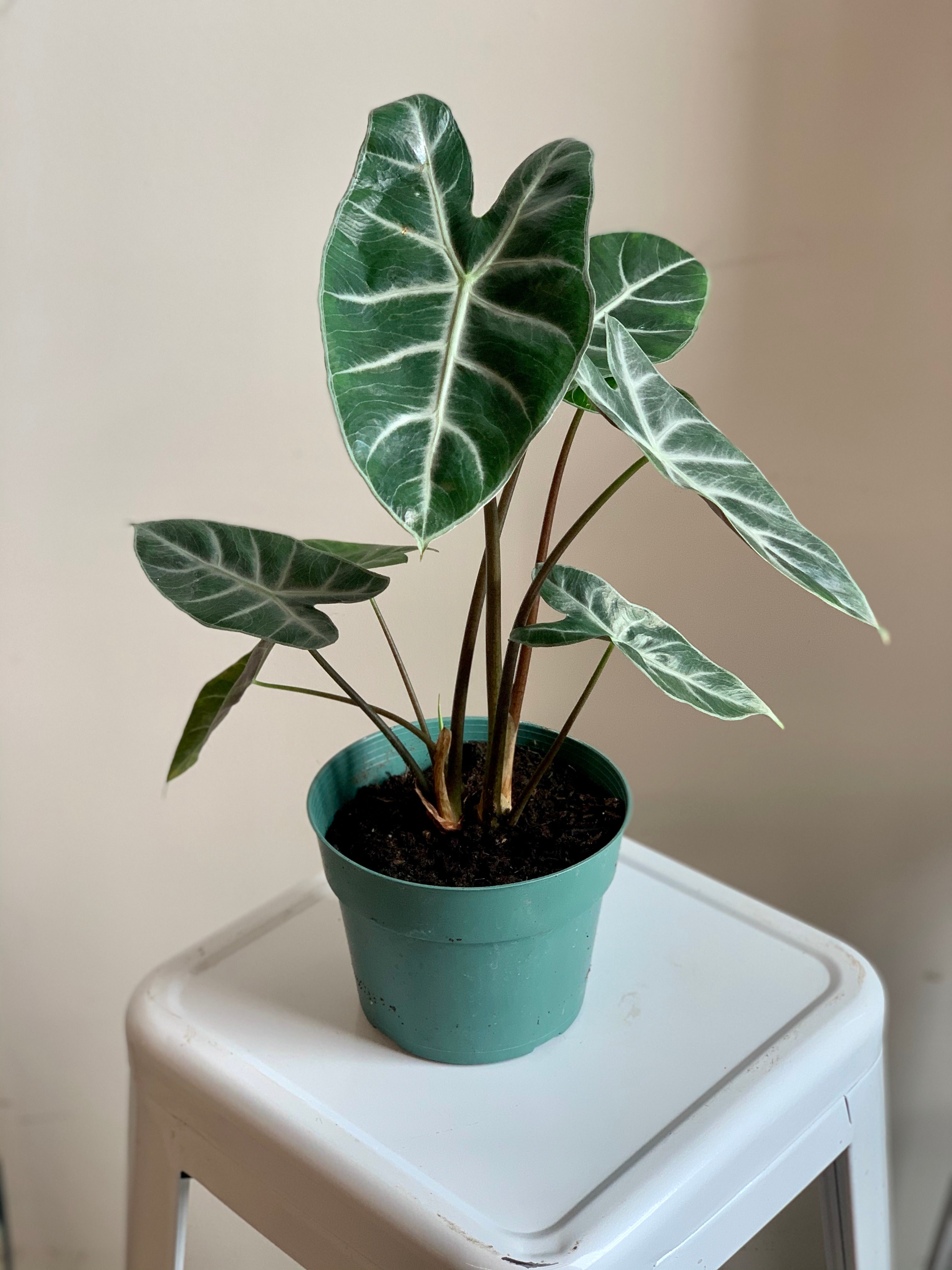 alocasia ivory coast