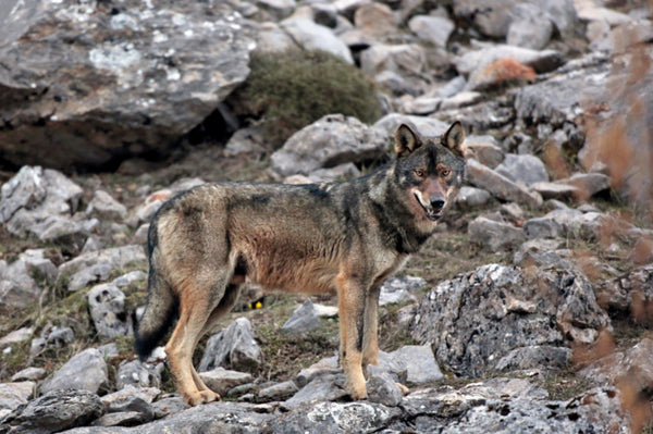 Seitliche Ganzkörperaufnahme eines Wolfs in einer felsigen Landschaft