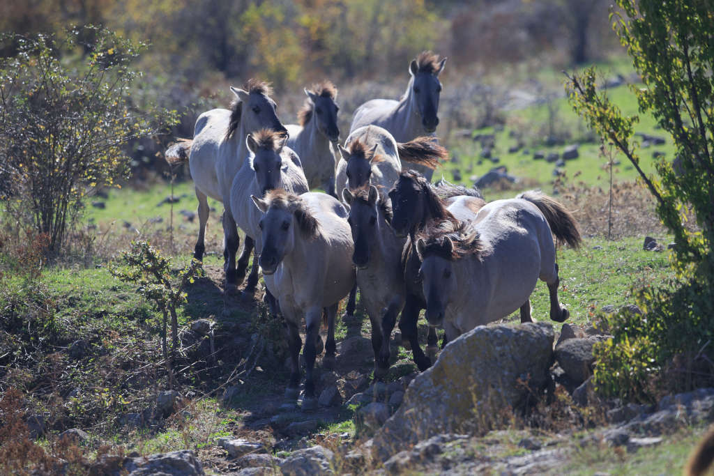 Eine Pferdeherde galoppiert durch eine mit Felsbrocken durchsetzte Gras- und Buschlandschaft.