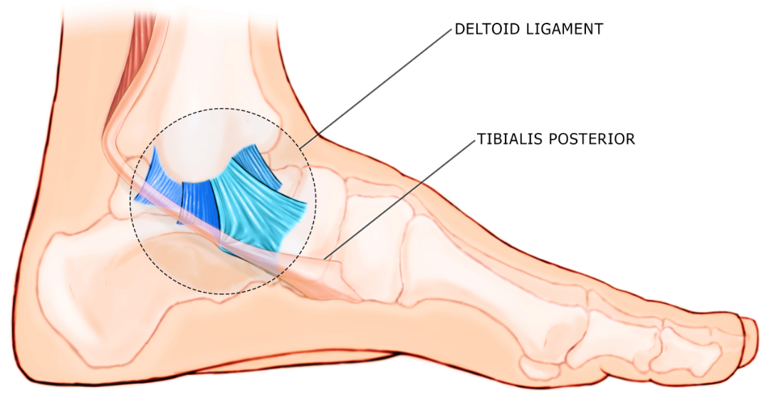 The Deltoid Ligament: More Power for wild Feet – Wildling Shoes