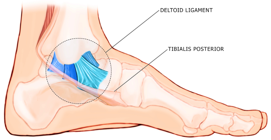 Deltoid ligament