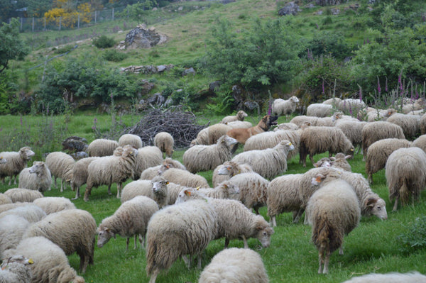 Eine Schafherde in einer grünen Landschaft
