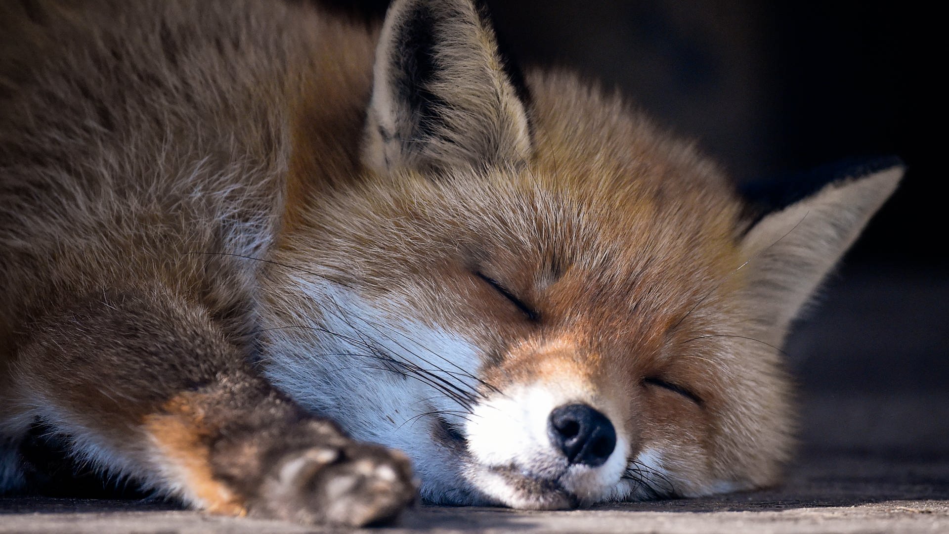 Ein Fuchs liegt dösend auf dem Boden.