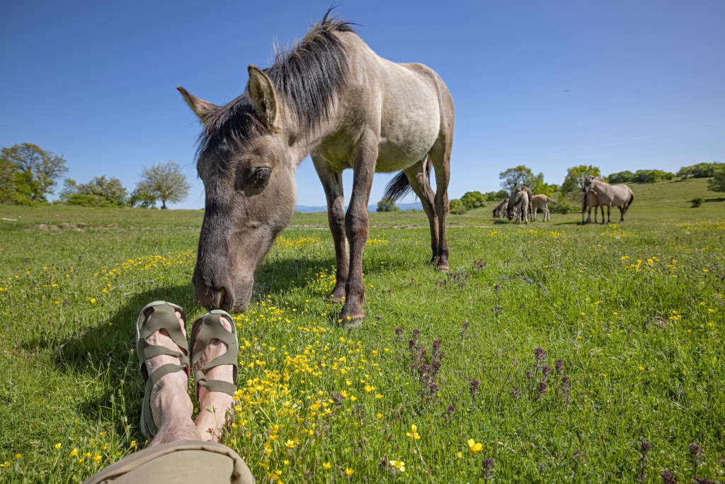 Eine sonnenbeschienene Graslandschaft; im Vordergrund ausgestreckte Beine von den Knien bis zu den Füßen, die in Wildling Sandalen stecken; ein hellgraues Wildpferd schnuppert an den Zehen.