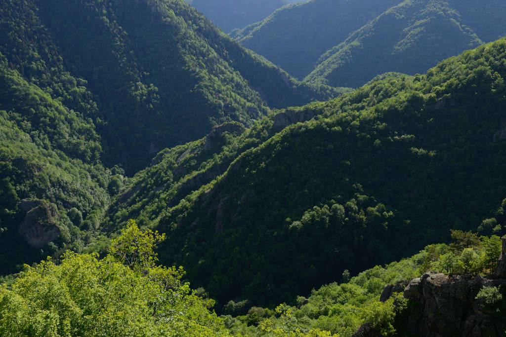 Aerial view of a valley between mountains densely covered with strong green trees.