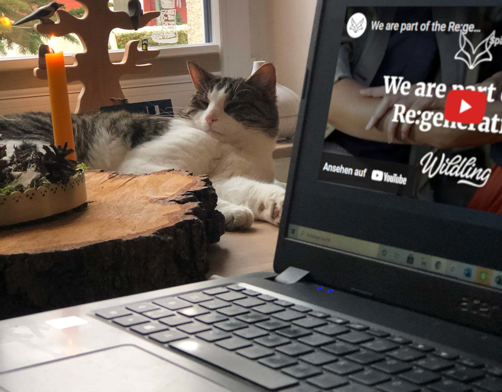 An unfolded black laptop on a desk by the wall. On the monitor a Wildling Shoes video with the title: We are part of the regeneration. in the background a cat sitting on a window sill. Outside the window is a village-like neighborhood.