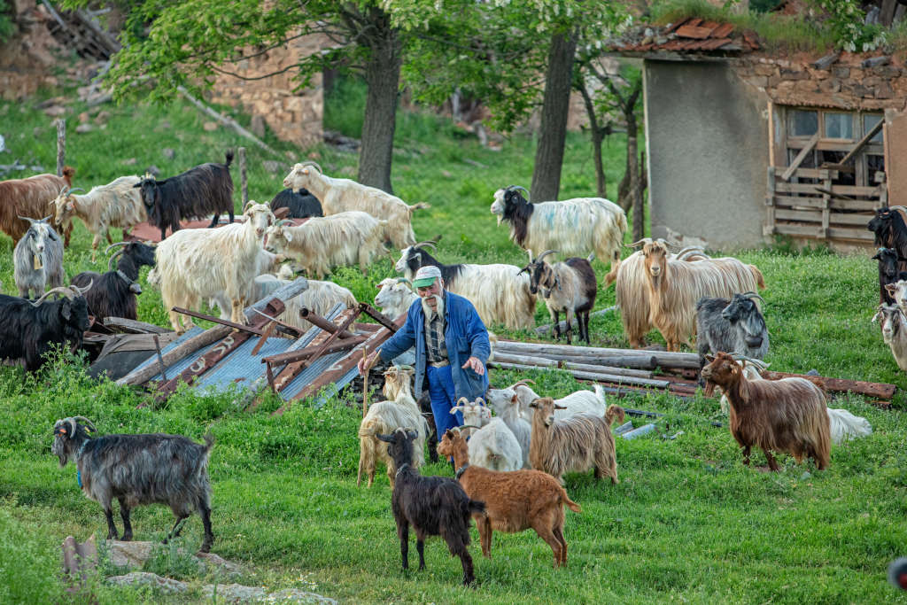 In the foreground a herd of goats with their shepherd on a green meadow; in the background trees and low houses.