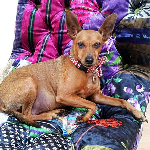 Dog Krazy Gifts - Honey The Miniature Pinscher