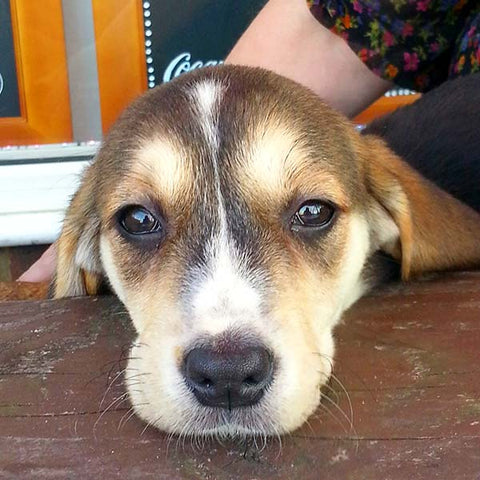 Dog Krazy Gifts - Poppy The Beagle x Retriever
