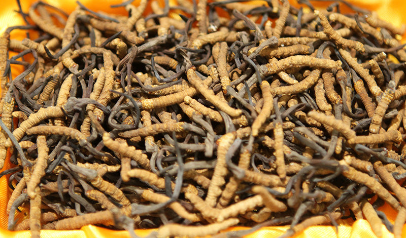 Teelixir Wild Cordyceps sinensis mushroom