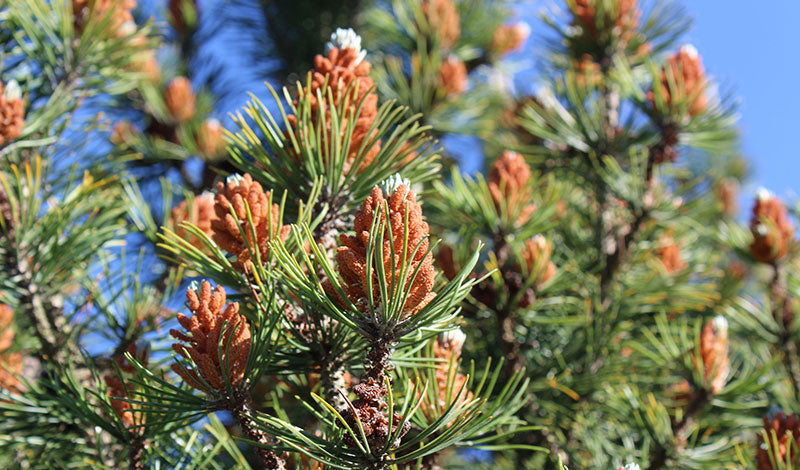 Teelixir Wild Pine Pollen