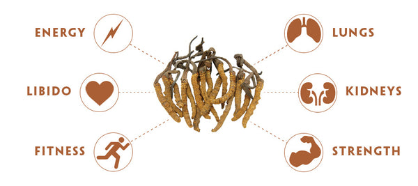 Teelixir Cordyceps Mushroom Health Benefits