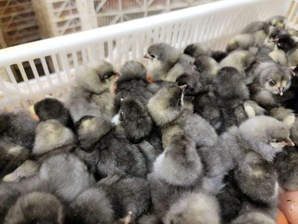 Blue Sapphire Plymouth Rock chicks