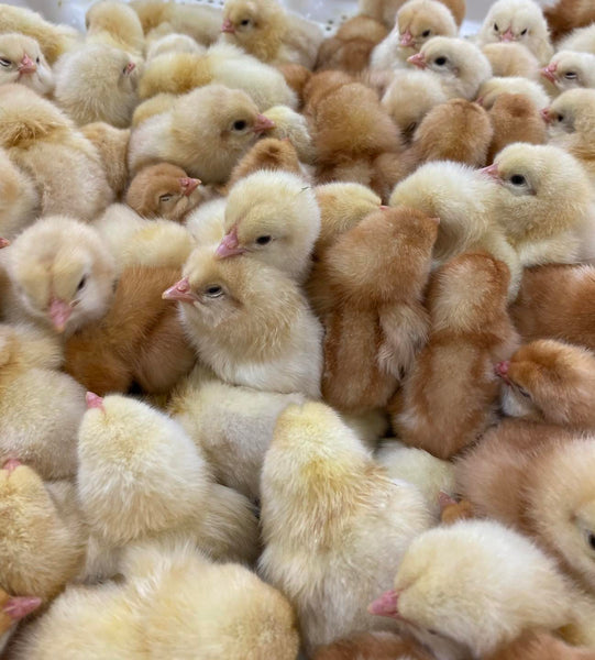 Novogen Brown chicks