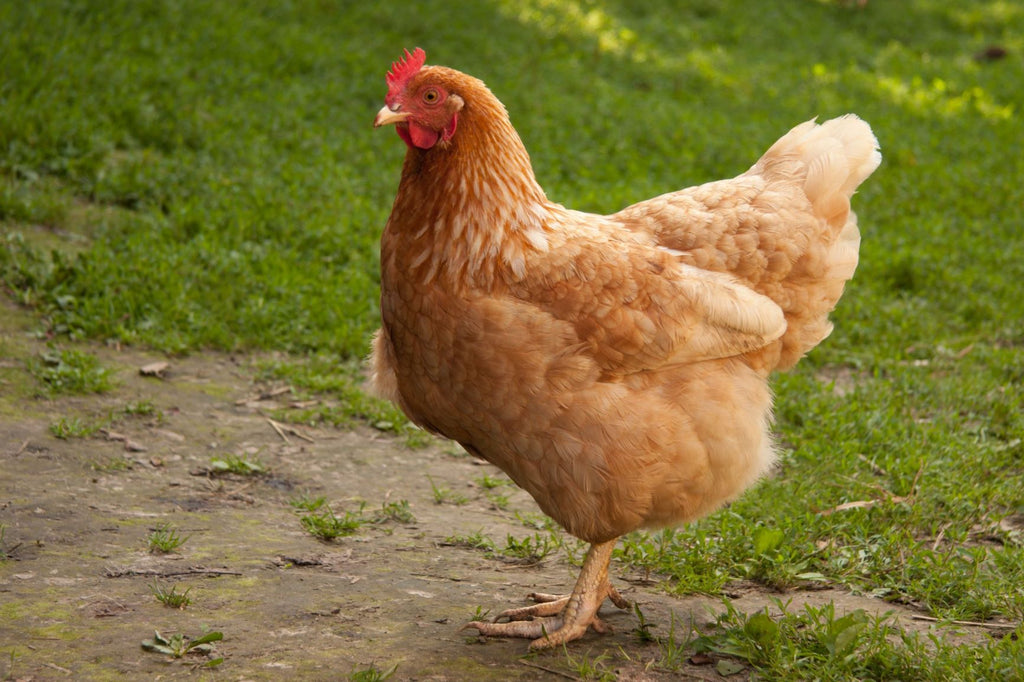 golden sexlink chickens