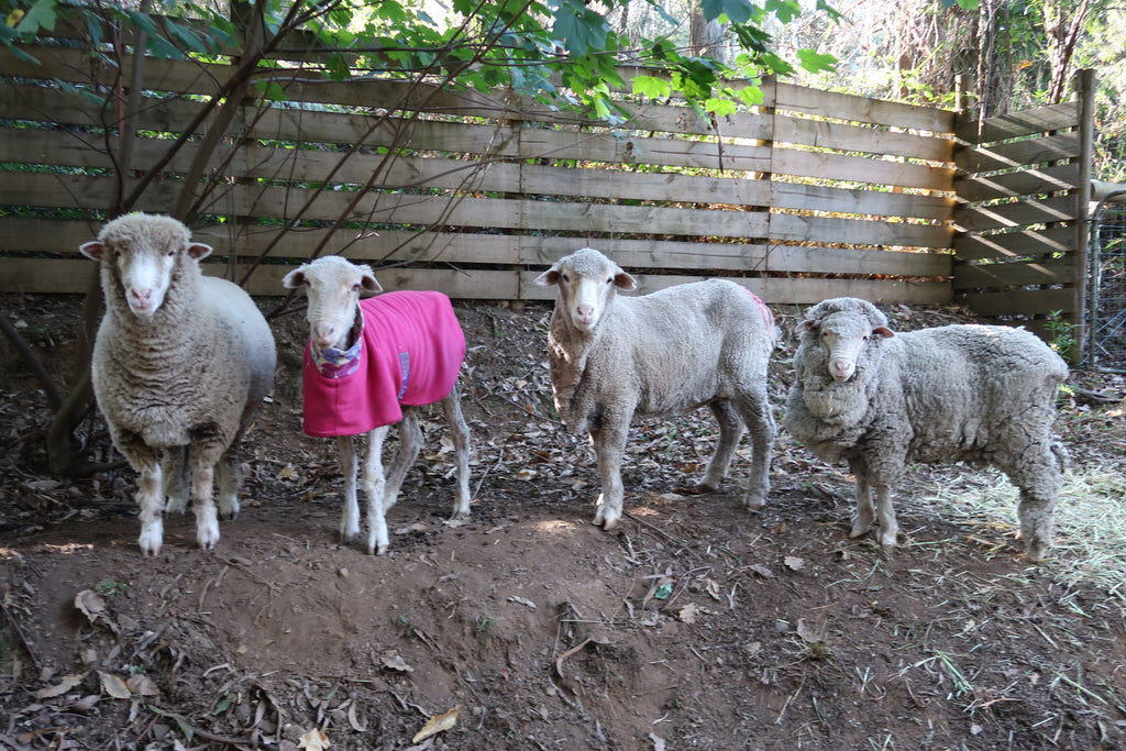 A group of sheep wearing brightly coloured t shirts and standing in bushland.