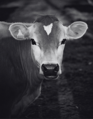 Black + white image of a beautiful cow in close up