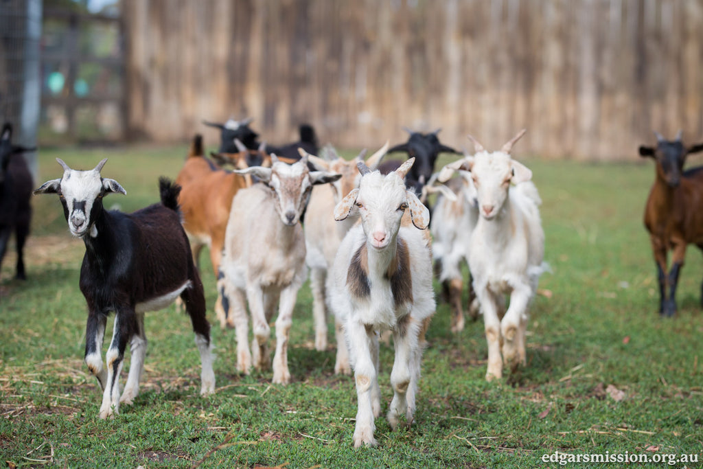 Sans Beast the creature Blog - a group of baby goats at Edgars Mission