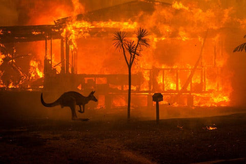 An image by @mattabbottphoto of a kangaroo bounding in front of a firefront