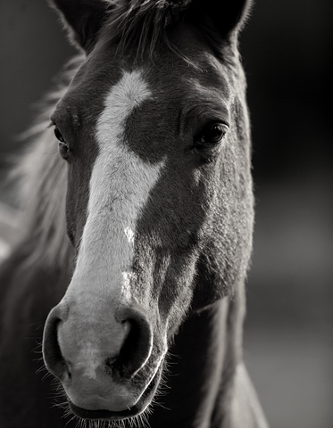 Black + white image of a horse