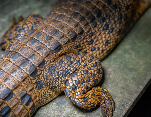 Closeup image of a crocodile with brown + black skin on a concrete floor