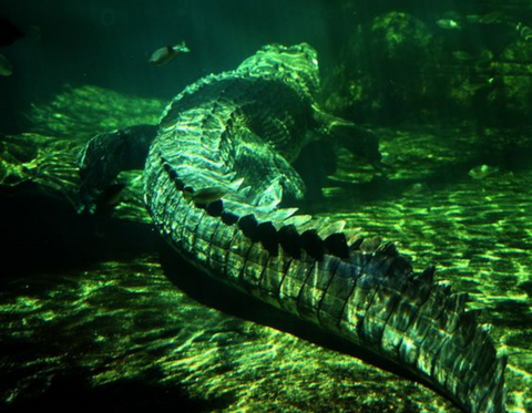 A green toned image of a crocodile swimming underwater