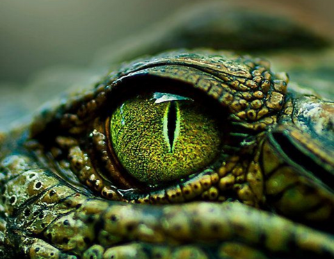 A closeup image of a crocodiles eye