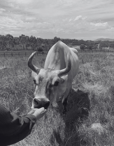 Feeding Hansel the cow at Edgar's Mission