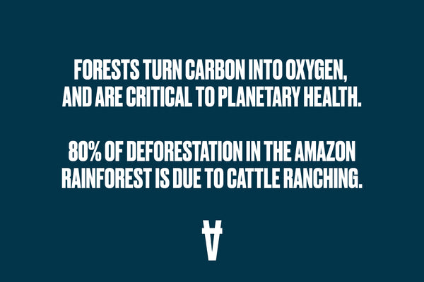 An image with the words 80% of deforestation in the Amazon Rainforest is due to cattle ranching.