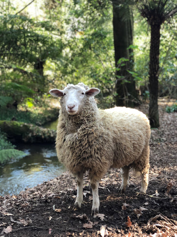 A sheep stands in a lush bush setting.