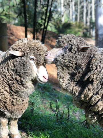 Two sheep nuzzling.